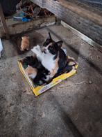 Super mooie boerderij kittens, Dieren en Toebehoren, Katten en Kittens | Overige Katten, Meerdere dieren, Kortharig, 0 tot 2 jaar