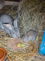 2 jonge konijntjes vlaamse reus, Dieren en Toebehoren, Meerdere dieren, Groot