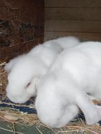 Franse hangoren ram wit met grijs, Mannelijk, Groot, Hangoor, 0 tot 2 jaar