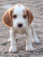 De laatste lieve Beagle x Cocker Spaniel pups puppy's, Dieren en Toebehoren, Beagle, CDV (hondenziekte), 8 tot 15 weken, Meerdere