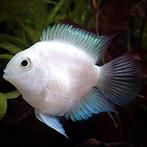 Polar Parrot Cichlids - Platinum/White and Blue, Dieren en Toebehoren, Vis