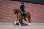 4 jarige ruin van everdale  !, Ruin, 3 tot 6 jaar