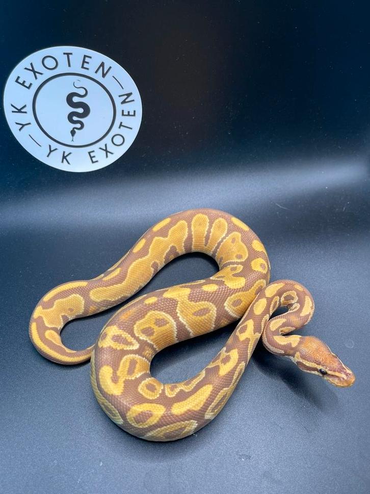 Koningspython Ultramel 100 % piebald MAN Ball Python - male for sale from Yordi