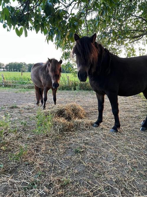 Stalling gezocht voor mijn Appaloosa shetjes., Dieren en Toebehoren, Stalling en Weidegang, Stalling, Weidegang, 2 of 3 paarden of pony's