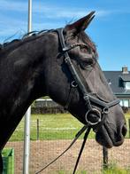 Rambo Micklem Competition Hoofdstel (full), Dieren en Toebehoren, Ophalen of Verzenden, Dressuur