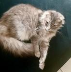 Poeza zoekt een nieuw huisje, Dieren en Toebehoren, Poes, 3 tot 5 jaar