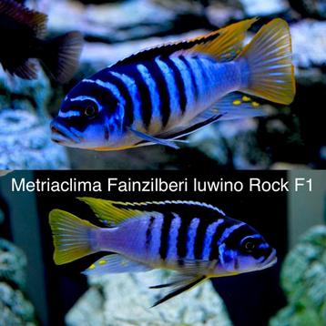 Metriaclima Fainzilberi Luwino Rock F1 beschikbaar voor biedingen