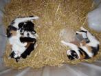 Te koop, mooie boerderij kittens, Dieren en Toebehoren, Katten en Kittens | Overige Katten, Meerdere dieren, Kortharig, 0 tot 2 jaar