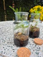 Mini terrariums met asparagus en scindapsus, Groene kamerplant, Ophalen of Verzenden, Overige soorten, Minder dan 100 cm