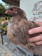 Orpington kuikens groot, Dieren en Toebehoren, Pluimvee, Meerdere dieren, Kip