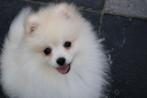 Pomeriaan/Dwergkees pup, Dieren en Toebehoren, Honden | Poolhonden, Keeshonden en Oertypen, België, Keeshond, Reu, CDV (hondenziekte)