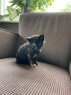 Super lieve kittens, Dieren en Toebehoren, Katten en Kittens | Overige Katten