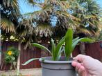 Trachycarpus fortunei palmen – jonge planten uit eigen kweek, Ophalen of Verzenden, Zomer, Overige soorten, Halfschaduw