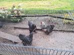 Brahma trio, Dieren en Toebehoren, Pluimvee, Meerdere dieren, Kip