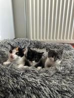 Lieve boerderijkittens te koop, Dieren en Toebehoren, Katten en Kittens | Overige Katten, Meerdere dieren, Kortharig, 0 tot 2 jaar