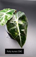 Alocasia Polly Aurea Variegata, Huis en Inrichting, Kamerplanten, Ophalen of Verzenden, Halfschaduw, Minder dan 100 cm