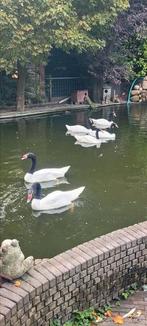 Zwarthals zwanen te koop man en vrouw, Dieren en Toebehoren, Meerdere dieren, Geringd
