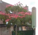 Albizia julibrissin 'Ombrella', Tuin en Terras, Ophalen of Verzenden, Volle zon, Overige soorten