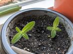 Aparte sinningia gloxinia wit bloeiend knol kamerplant, Overige soorten, Minder dan 100 cm, Halfschaduw, Ophalen