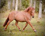 UNIEKE robuuste grote E-pony merrie WILDKLEUR vos, Dieren en Toebehoren, Pony's, 3 tot 6 jaar, Gechipt, Onbeleerd, Recreatiepony