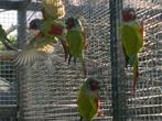 1-1 pyrrhura pfrimeri onverwant, Dieren en Toebehoren, Vogels | Parkieten en Papegaaien, Meerdere dieren, Parkiet, Geringd