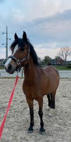 Brave allround New Forest merrie, Dieren en Toebehoren, Pony's, Merrie, D pony (1.37m tot 1.48m), Recreatiepony, 11 jaar of ouder