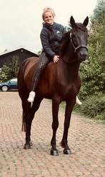 Super lieve grote merrie!, Dieren en Toebehoren, Paarden, B, 7 tot 10 jaar, Merrie, Gechipt