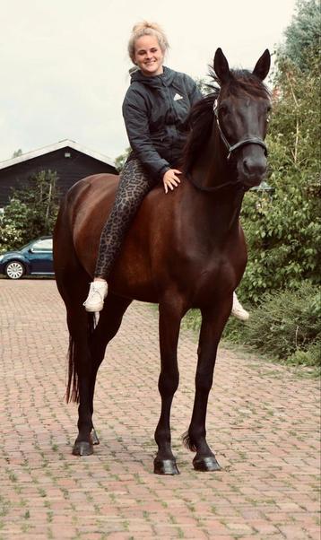 Super lieve grote merrie!  beschikbaar voor biedingen