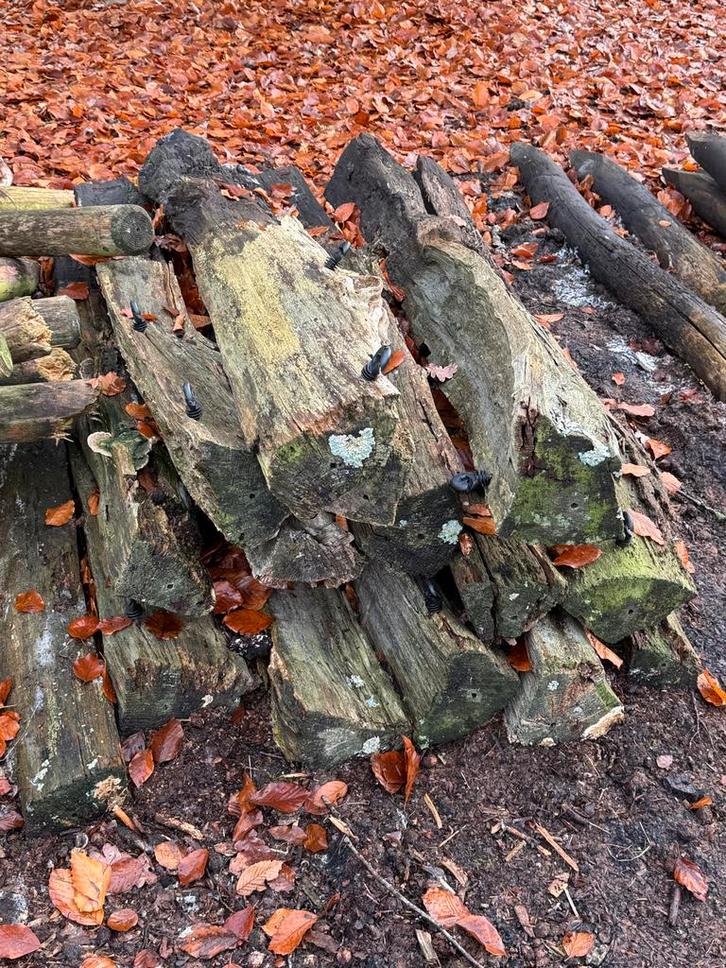 Eikenhouten palen / haardhout - 10 stuks, Tuin en Terras, Palen, Balken en Planken, Gebruikt, Palen, 180 tot 250 cm, Hardhout