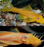 Gezocht: L144 lemon blue eyes, Dieren en Toebehoren, Vis
