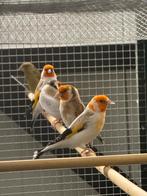 Majoor putters 2024 goed formaat, Dieren en Toebehoren, Vogels | Overige Vogels, Meerdere dieren, Wildzangvogel