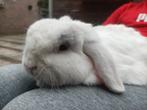 Ik ben op zoek naar een vriend van 3-4 jaar., Dieren en Toebehoren, Konijnen, Mannelijk