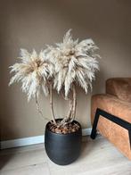Pampas boom, Ophalen, Zevenhuizen, Lvkvazen, Nieuw