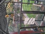 Te koop roestkop caique pop, Dieren en Toebehoren, Vrouwelijk, Papegaai