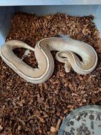 Diverse ballpythons te koop., Dieren en Toebehoren, Reptielen en Amfibieën, Slang