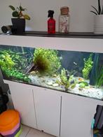 Compleet aquarium Juwel Rio 180 met kast, inrichting enz., Ophalen, Zo goed als nieuw, Gevuld zoetwateraquarium