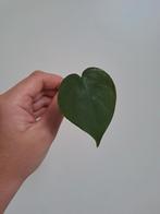 Philodendron Scandens stekken, Ophalen of Verzenden, Overige soorten, Minder dan 100 cm