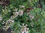 Marjolein plant, Ophalen, Bodembedekkers, Vaste plant, Halfschaduw