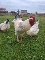 Sussex columbia groot haan, Mannelijk, Kip