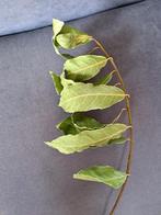 Keukenlaurier GRATIS aangeboden, Ophalen of Verzenden, Halfschaduw, Minder dan 100 cm