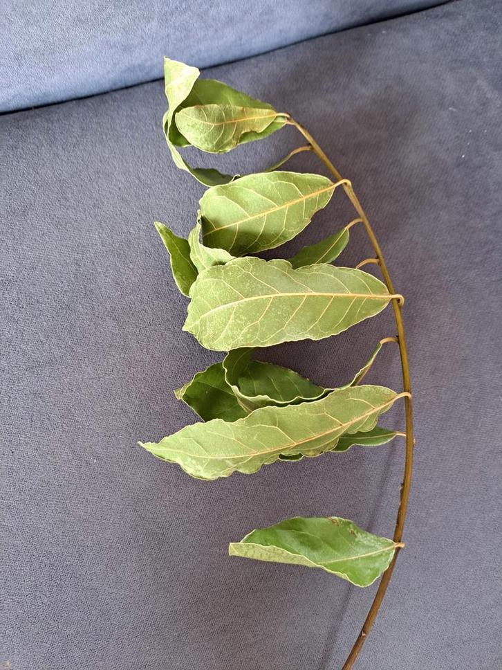 Keukenlaurier GRATIS aangeboden, Huis en Inrichting, Kamerplanten, Minder dan 100 cm, Halfschaduw, Ophalen of Verzenden