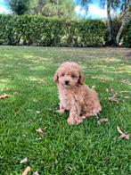 Mini Doodle (Dwergpoedel x Labradoodle) pups, Dieren en Toebehoren, Honden | Chihuahua's en Gezelschapshonden, Poedel, Nederland