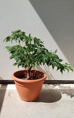Japanese esdoorn, Ophalen, Zomer, Overige soorten
