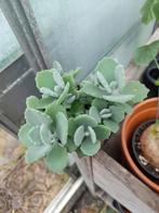 Kalanchoe milotii potje vol 3,-, Ophalen of Verzenden, Overige soorten, Minder dan 100 cm