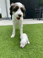 Schattige Labradoodle puppy’s, Dieren en Toebehoren, Honden | Niet-rashonden, België, Particulier, Rabiës (hondsdolheid), 8 tot 15 weken