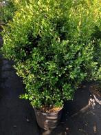 Ilex 'Caroline Upright', grote maat!! DE Buxusvervanger!!, Ophalen, Overige soorten, Struik, Minder dan 100 cm