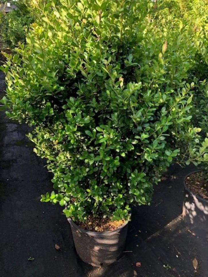 Ilex 'Caroline Upright', grote maat!! DE Buxusvervanger!!, Tuin en Terras, Planten | Struiken en Hagen, Struik, Overige soorten
