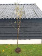 Appel Zoete kroon hoogstam oud ras, Tuin en Terras, Planten | Fruitbomen, Ophalen of Verzenden, 100 tot 250 cm, Appelboom, Lente