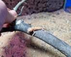 Jonge dwerggekko's (stenodactylus sthenodactylus) 4x, Dieren en Toebehoren, Hagedis, 0 tot 2 jaar