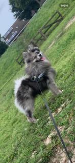 Dekreu NIET TE KOOP prachtige grijze merle kleur pomeriaan, Reu, 1 tot 2 jaar, Eén hond, Nederland